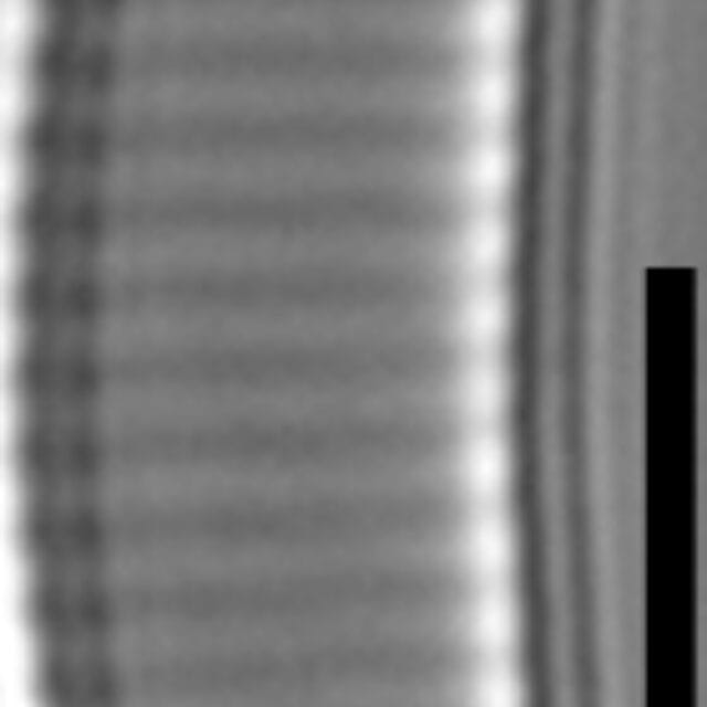 Eunotia enischna LM7