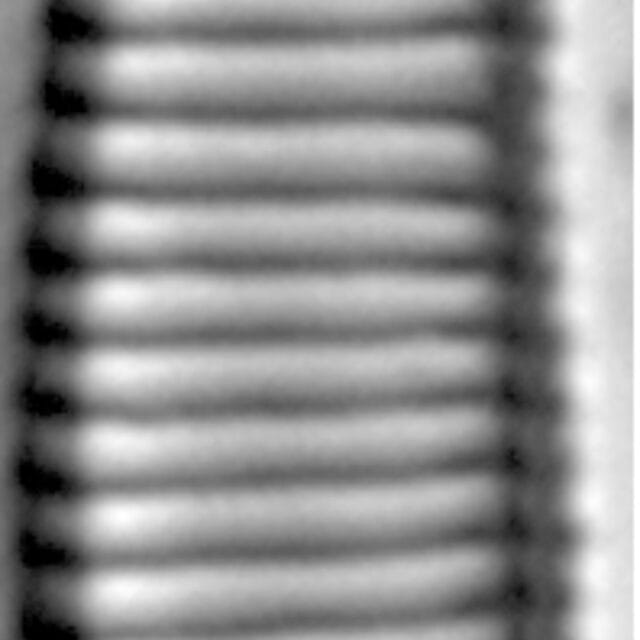 Eunotia apilioforma LM3
