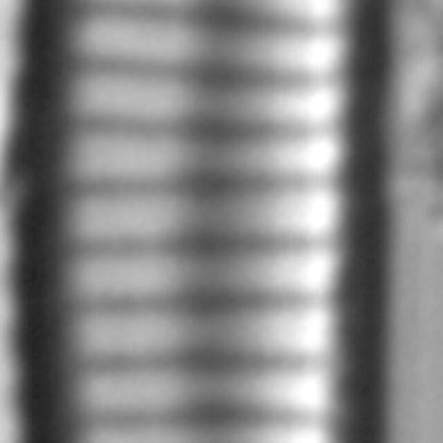 Eunotia apilioforma LM5