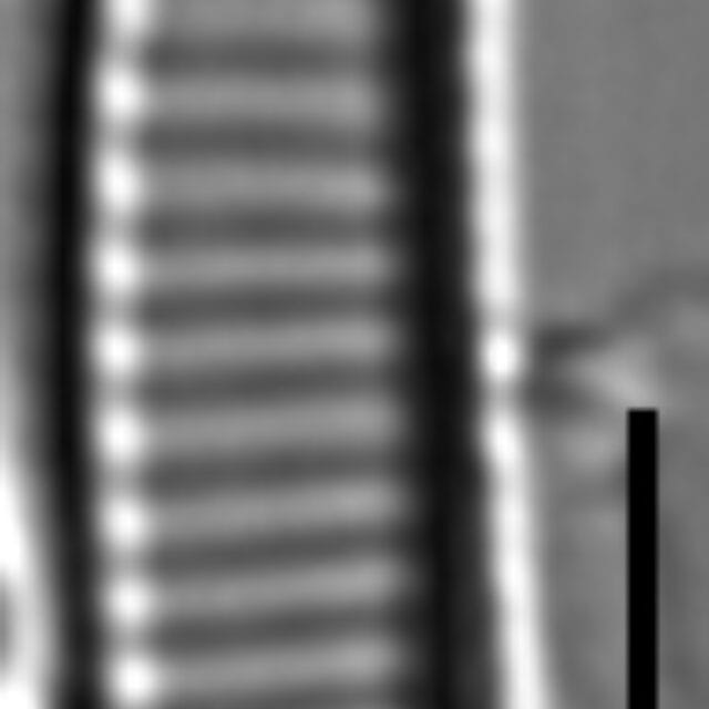 Eunotia Rhomboidea 114808A 5