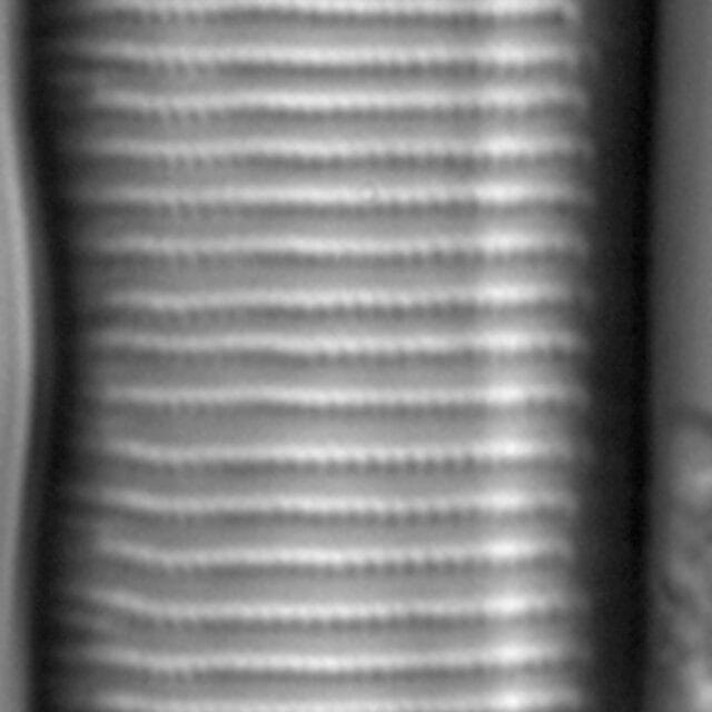 Eunotia richbuttensis LM2