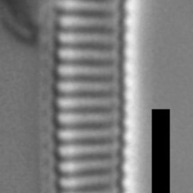 Eunotia Sp30Um 1 068B A 1600X Ps