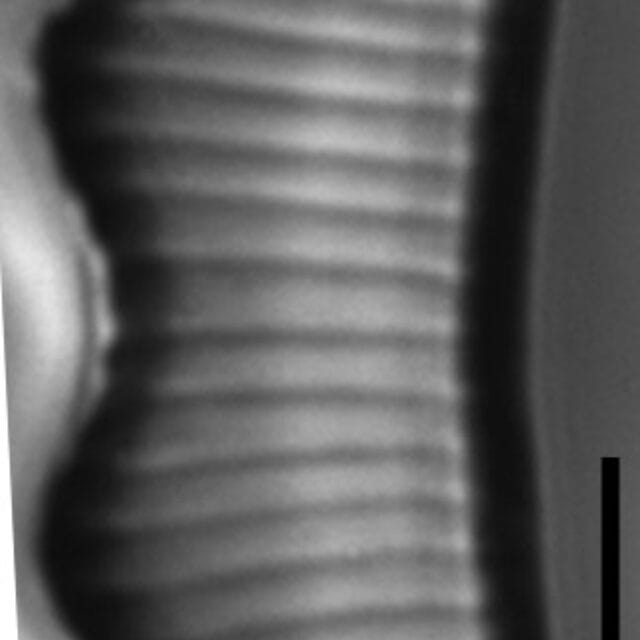 Eunotia subherkiniensis LM3