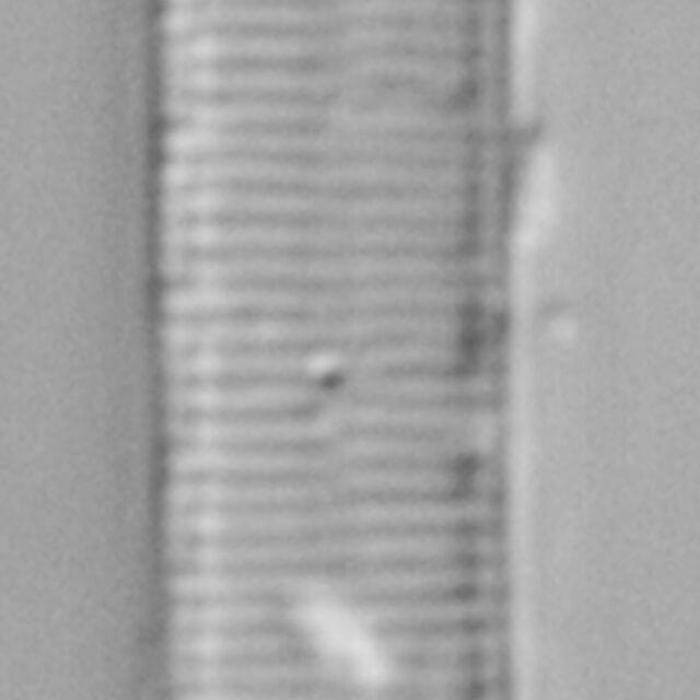 FEBIGER2646 Sdelic 1257 41 9