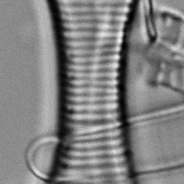 Fragilaria constricta LM5