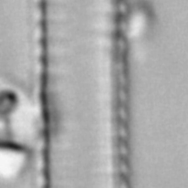 Fragilaria capucina LM7