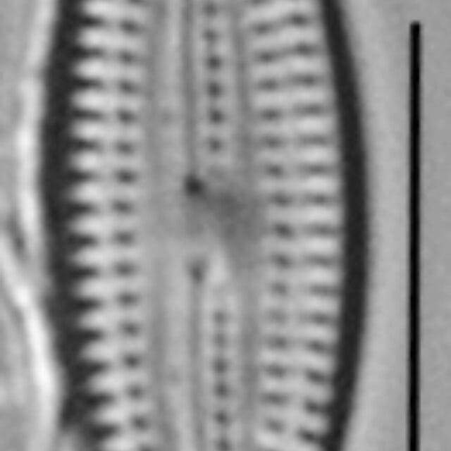 Fallacia Tenera 519 Ps0765 04132016 02