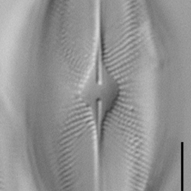 Eucocconeis flexella LM5