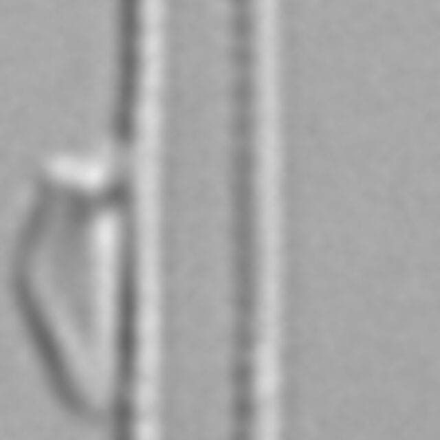 Fragilaria aquaplus LM1_2