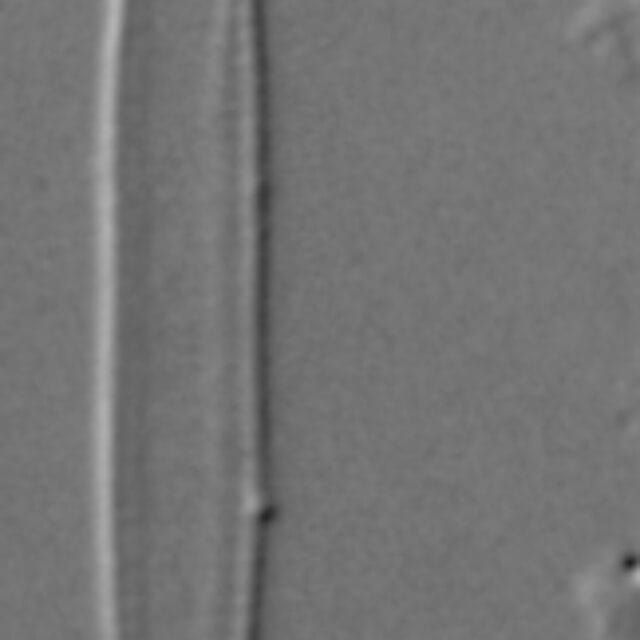 Fragilaria longifusiformis LM1