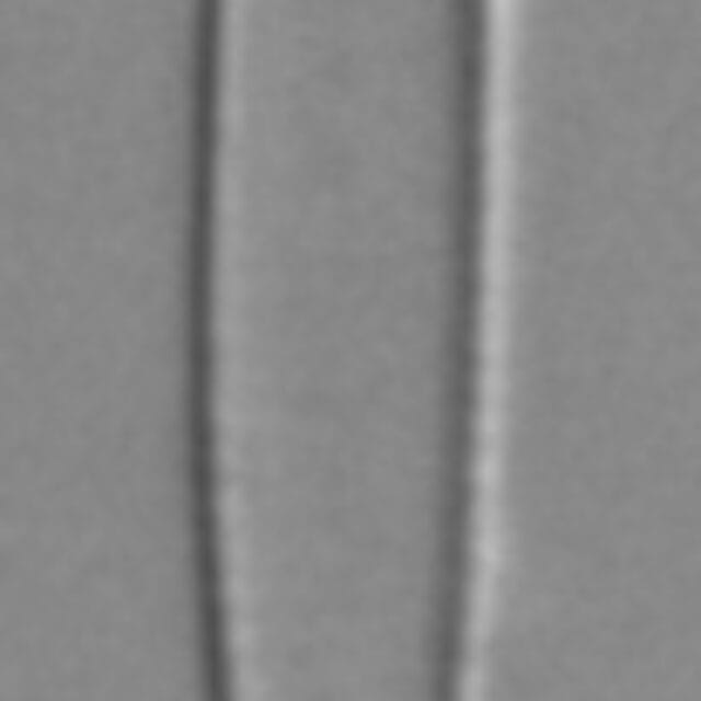 Fragilaria longifusiformis LM3
