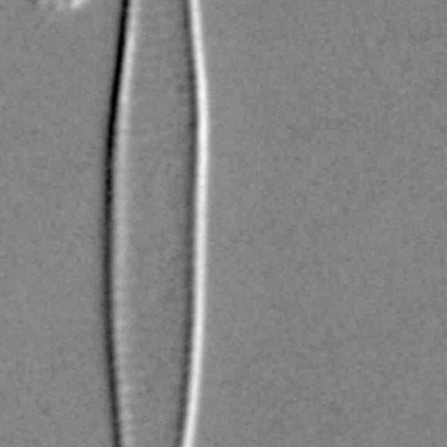 Fragilaria longifusiformis LM4