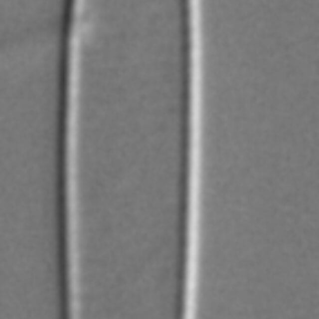 Fragilaria longifusiformis LM5