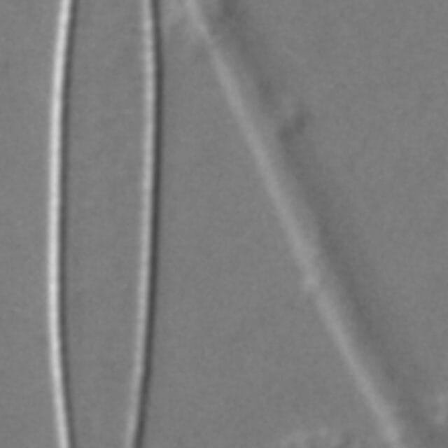 Fragilaria longifusiformis LM6