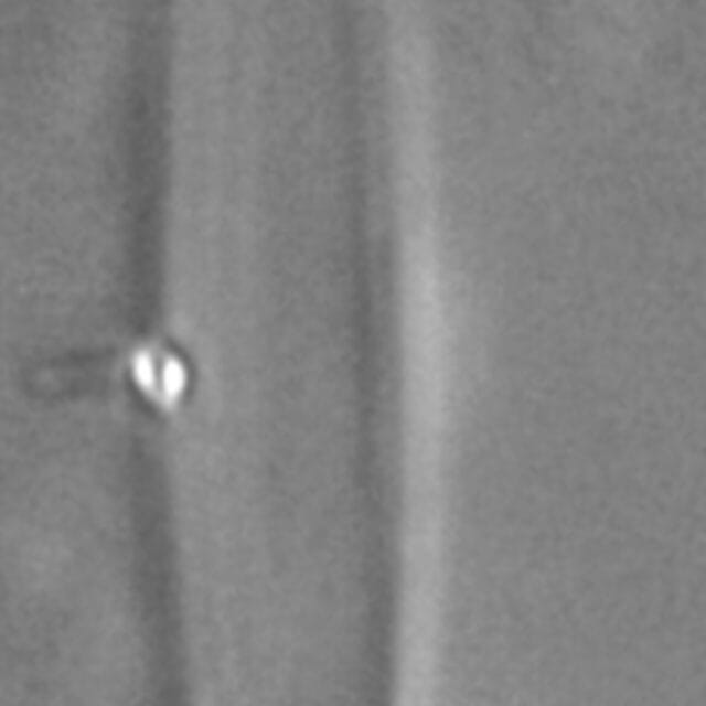 Fragilaria longifusiformis LM7