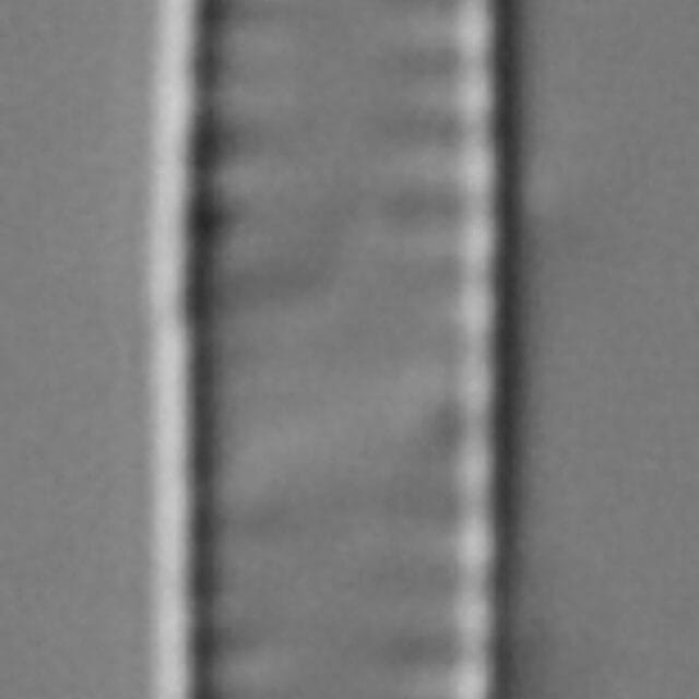 Fragilaria Gracilis 110369A 7