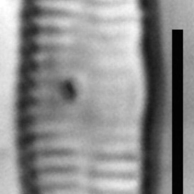 Fragilaria socia LM2