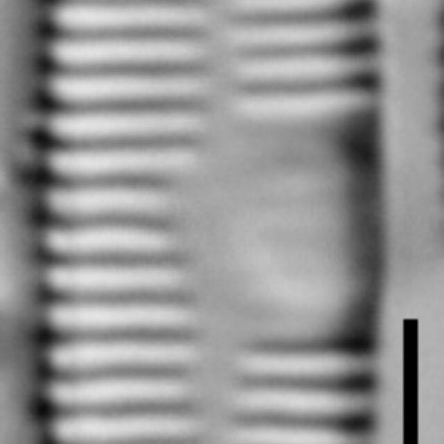 Fragilaria recapitellata LM5