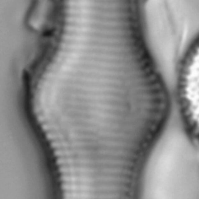 Fragilariforma polygonata LM6