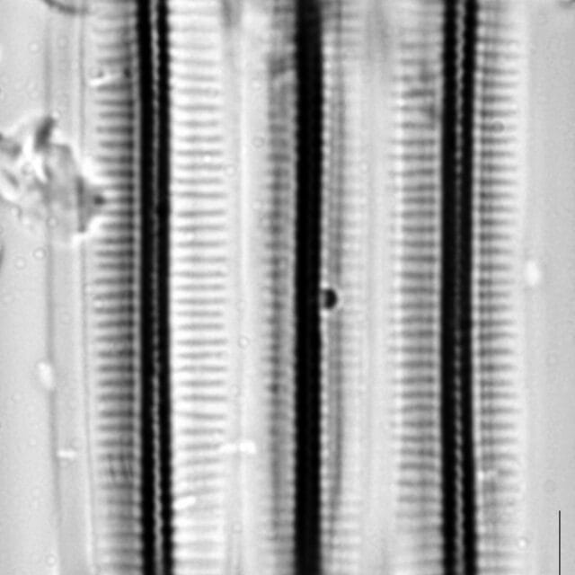 Fragilariforma virescens LM1