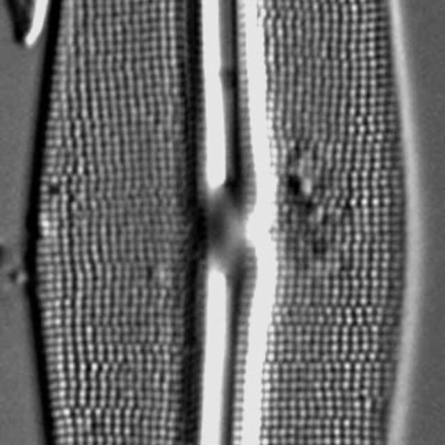 Frustulia Rhomboides Ill Hwarey 1801B 6