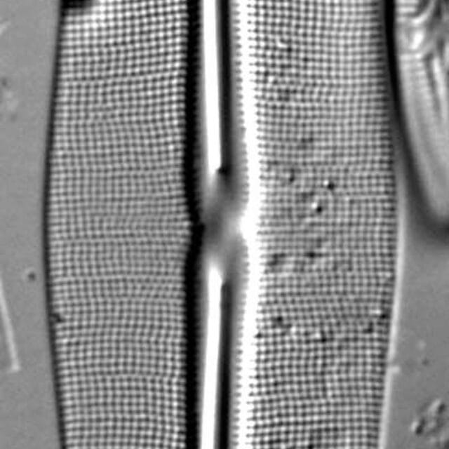 Frustulia Rhomboides Uga  Rrpswo90 1404A 12