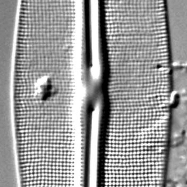 Frustulia Rhomboides Uga  Rrpswo90 1404A 9