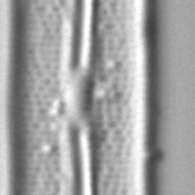 Frustulia amosseana LM5