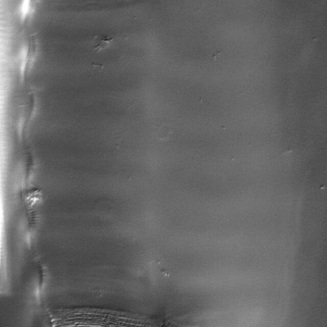 Gc 42664 Fossil Phila  Sur Cruc2B Copy