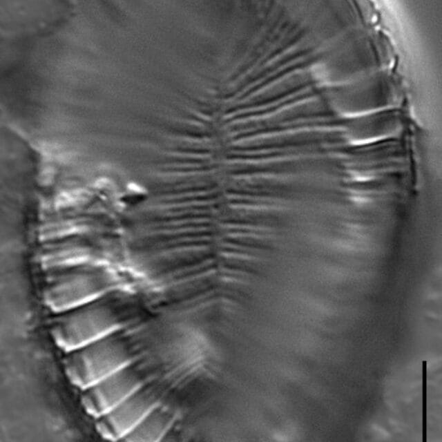 Surirella iowensis LM6