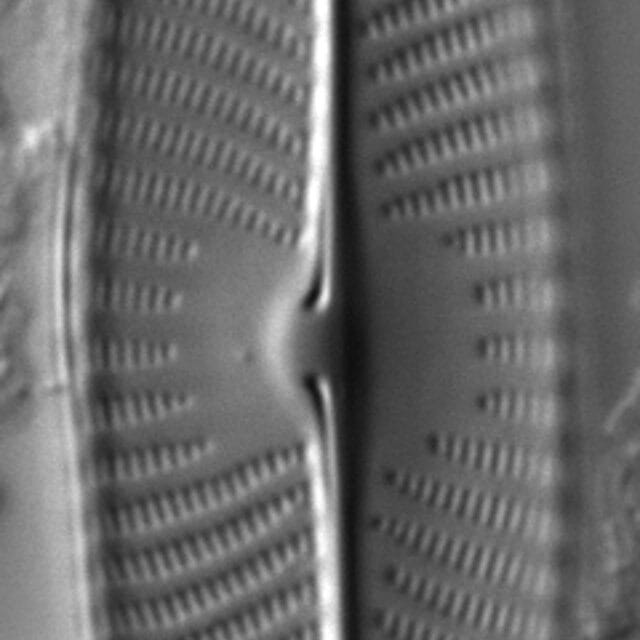 Gc107320  Gs141643  Naviridulacal3