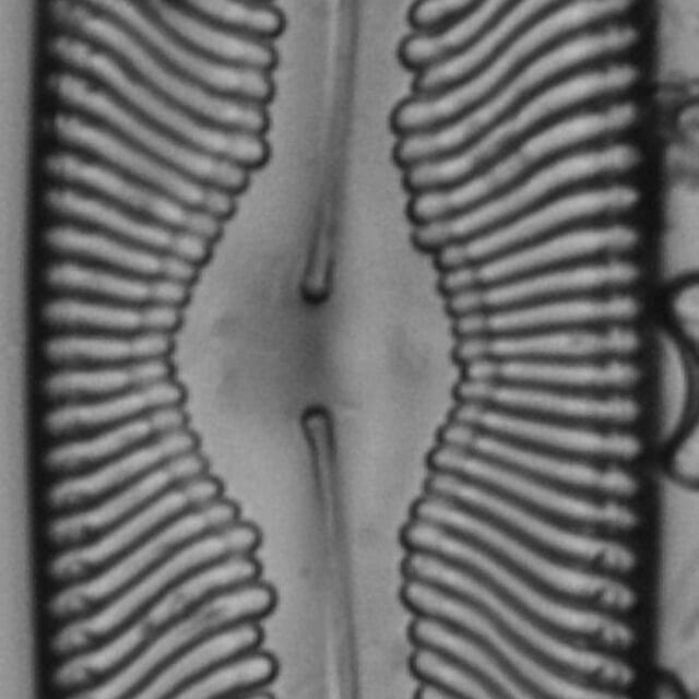 GC108629 A 15 website