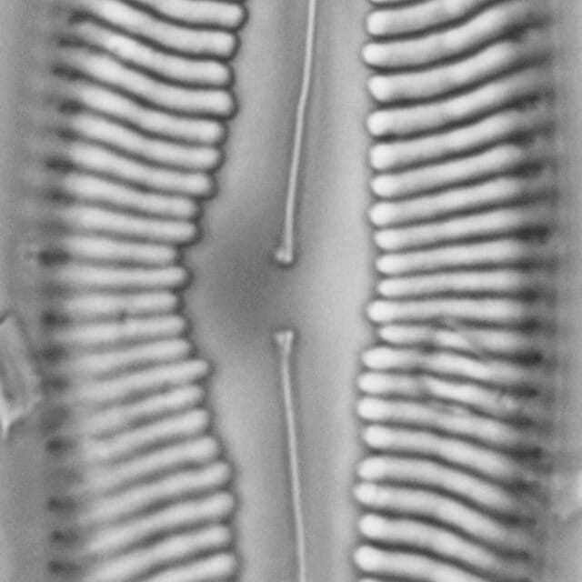 Pinnularia spinifera LM5