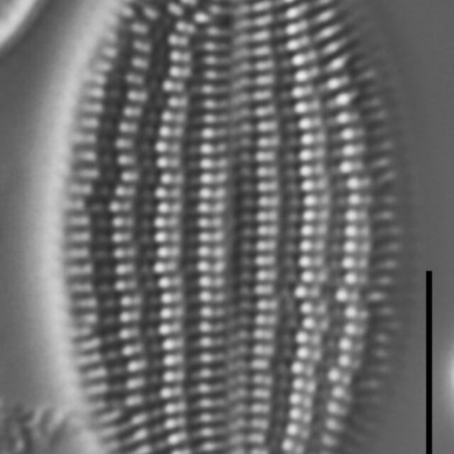 Gc109658  Mo000285  Ccplac1 Ed