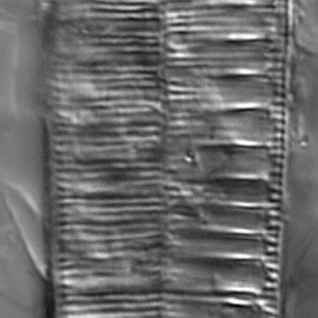 Surirella minuta LM1