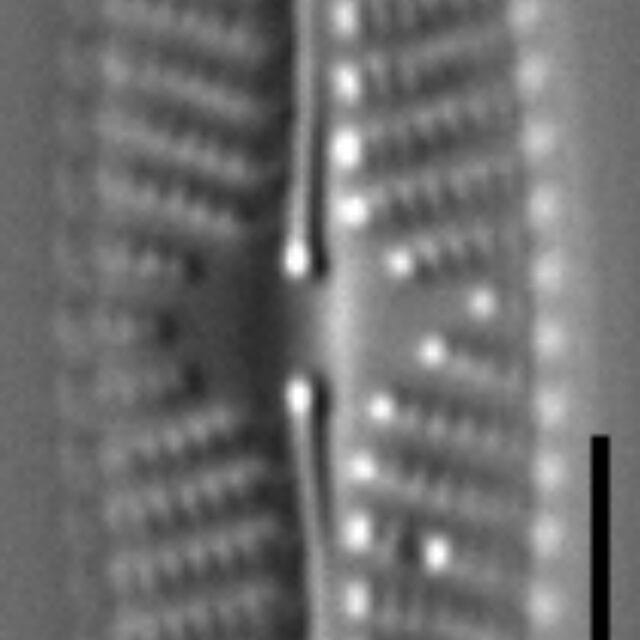 Gc112144  Nrsa0167  Naven5