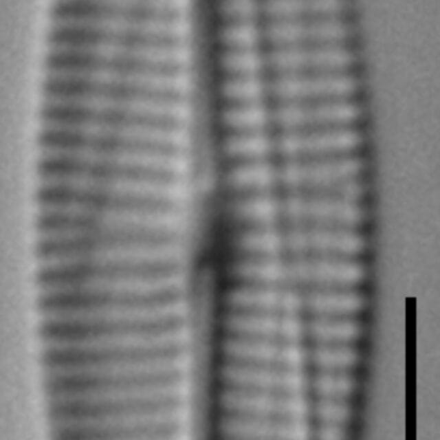Craticula riparia var. mollenhaueri LM4