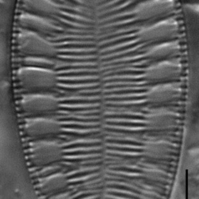 Gc112761A Brebissonii 10