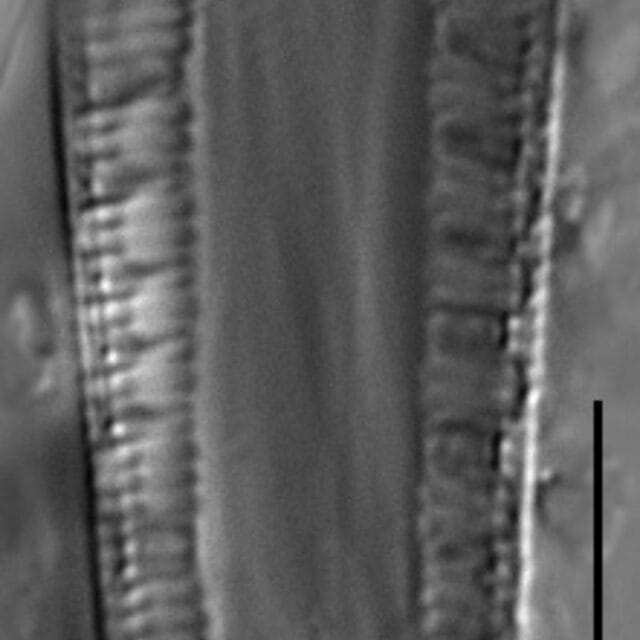 Gc112761A Brebissonii 8