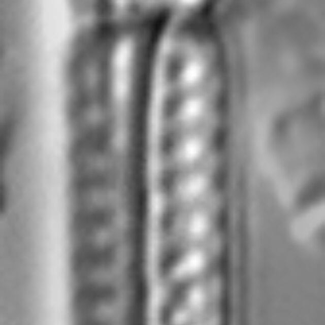 Aulacoseira granulata var. angustissima LM3