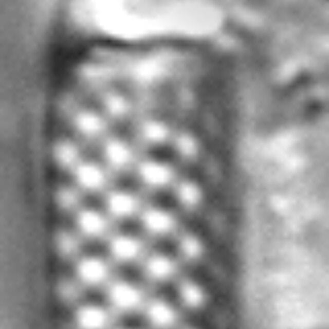 Aulacoseira granulata var. angustissima LM4