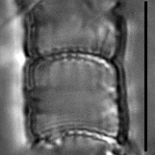 Aulacoseira humilis LM2