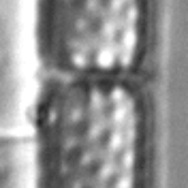 Aulacoseira granulata var. angustissima LM6