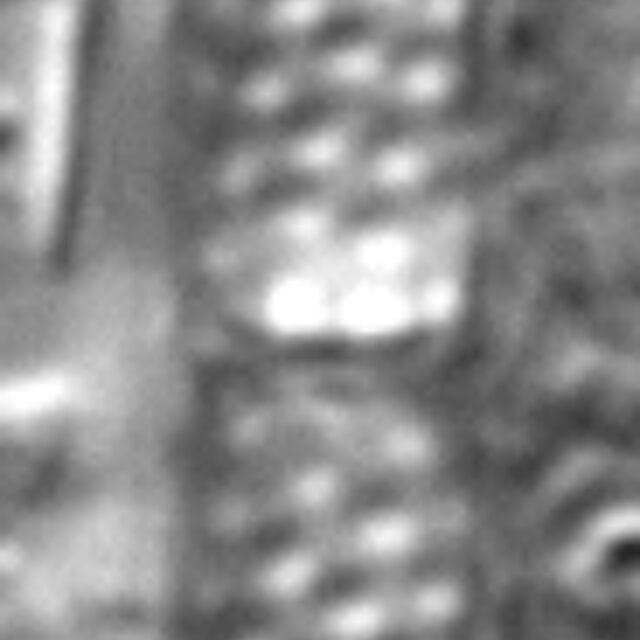 Aulacoseira granulata var. angustissima LM7