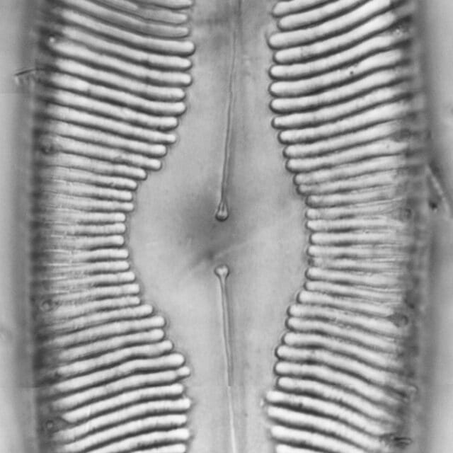 Pinnularia alabamae LM4