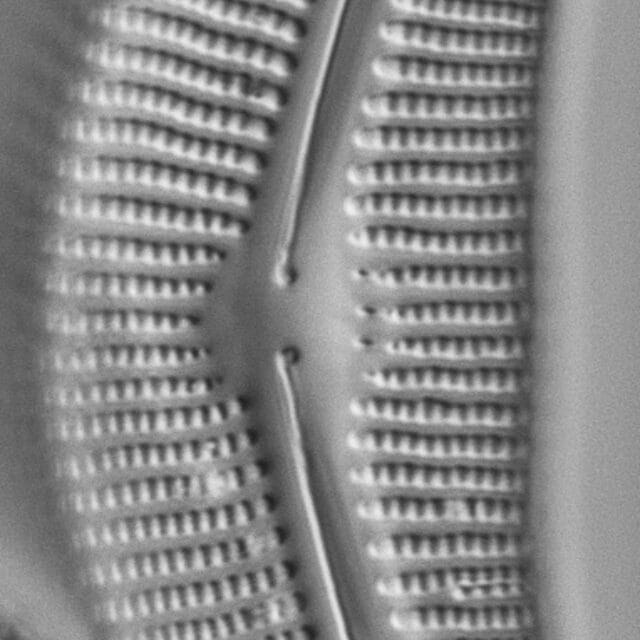 Cymbella proxima fo. gravida LM2