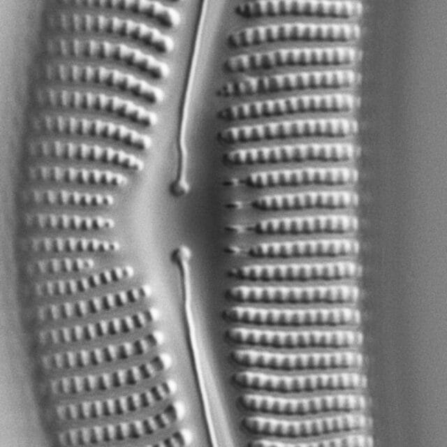 Cymbella proxima fo. gravida LM5