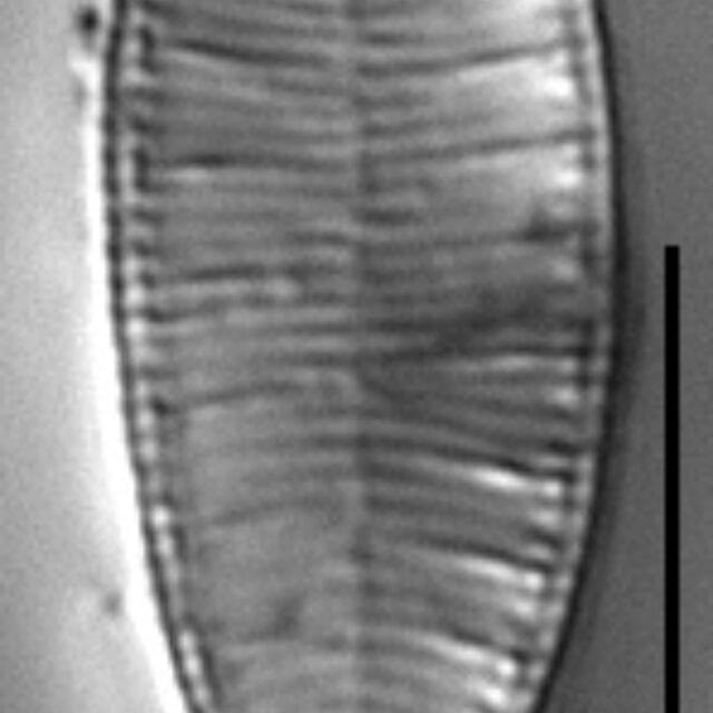 Surirella minuta LM7