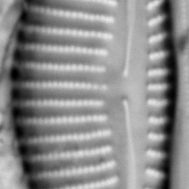 Encyonema minimum var pseudogracilis LM7