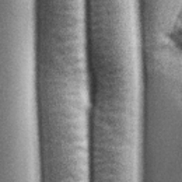 Fallacia latelongitudinalis LM2